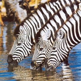 Dico guide spécial safaris - informations et noms français et anglais des principaux animaux que vous rencontrerez lors de votre safari en Afrique - Absolu Voyages