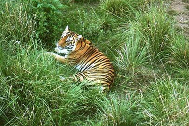 Safari nord inde à la recherche des tigres et découverte des Temples - Absolu Voyages