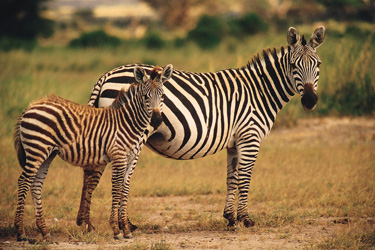 Safari d'exception dans le Masai Mara au Kenya - Absolu Voyages