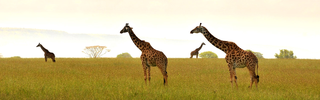 Dictionnaire de voyage pour vous guider lors de vos safaris avec ABSOLU VOYAGES