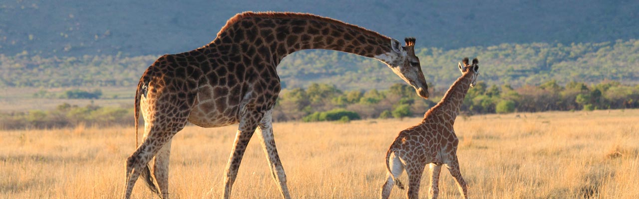 Voyage et safari en Tanzanie