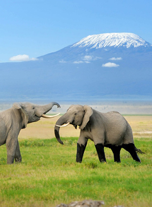 Absolu Voyages - Le spécialiste du safari sur mesure et du voyage à la carte en Tanzanie : hébergement en lodges, camp de toile, camping mobile économique ou version confort, safaris à la découerte de la vie sauvage dans les Parcs et réserves de Manyara, du Serengeti, du Ngorongoro, du Tarangire, du Selous, ascension du Kilimanjaro, séjours à Zanzibar...